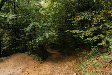 Forest vegetation and tree trunks in a natural woodland environment &mdash; green nature background