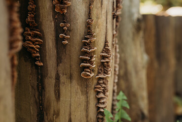 Wood fungi growing on a tree stump in a forest — macro texture and natural decay