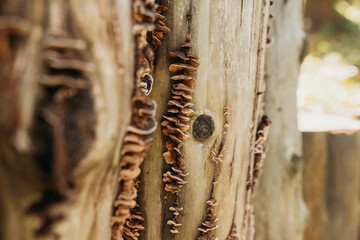 Wood fungi growing on a tree stump in a forest — macro texture and natural decay