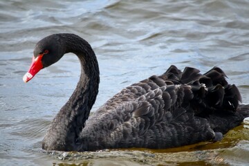 black swan on the water
