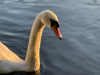 swan on the water
