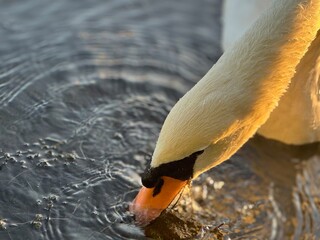 swan on the lake