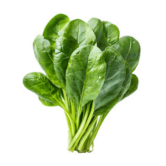 Fresh spinach bunch with vibrant green leaves on transparent background
