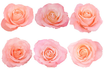The natural spiral of each orange rose symbolizes beauty unfolding in time.Photo with Clipping Path.