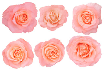 The roses orange show a gradient shifting from pale blush edges to deeper coral centers.Photo with Clipping Path.
