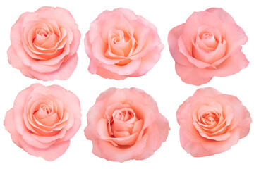 The soft petals of the roses orange blend peach and coral tones into a gentle, romantic bloom.Photo with Clipping Path.