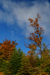 Fototapeta premium Tall autumn tree against blue sky with clouds