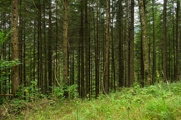 Naklejka premium Dense European Coniferous Forest Interior View