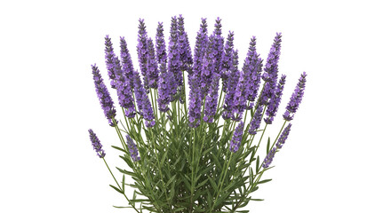 Purple lavender flowers silhouette against a black background
