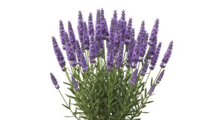 Purple lavender flowers silhouette against a black background