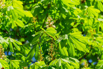 Horse chestnut tree blooming with white flowers and green leaves | Каштан у розквіті з білими квітами та зеленим листям