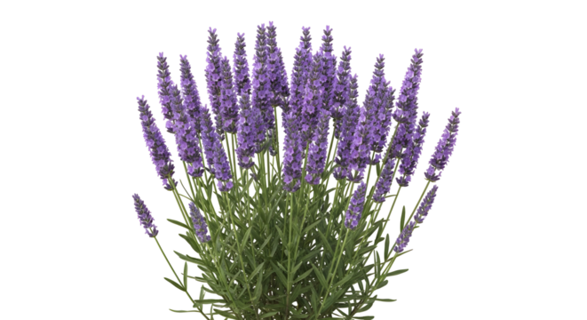 Purple lavender flowers silhouette against a black background