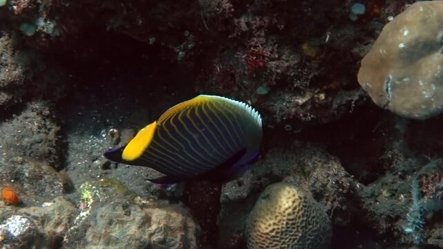 Pomacanthus imperator, Emperor Angelfish