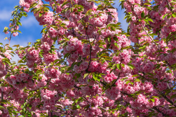 Cherry blossoms in full bloom against blue sky | Сакура в повному розквіті на фоні блакитного неба