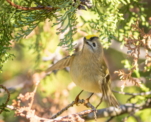 Goldcrest, Regulus regulus. A bird sits on a branch, its wings spread wide