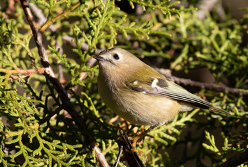 Goldcrest, Regulus regulus. A bird sits on a branch of a thuja tree