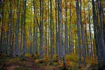 Dense autumn beech forest with tall straight trunks and yellow foliage