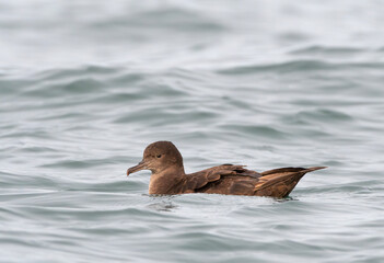 pardela oscura ave pelágica