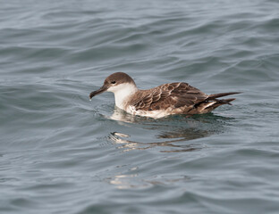 Pardela ave pelágica