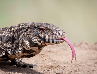 Lengua de lagarto overo