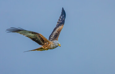 Red Kite in flight.  Scientific name: Milvus milvus, Close up of a Red Kite flying to the right with open wings and blue sky background, Scotland, UK.  Horizontal.  Copy space