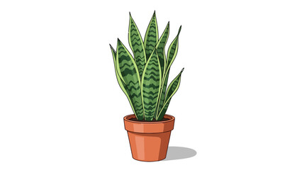 Fototapeta premium A potted snake plant with variegated green leaves on a white background
