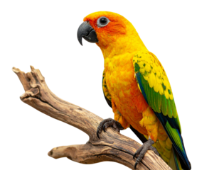 Firefly_Photo of Bauhinia flower Many blooming purpurea on a branch isolated on a transparent - Firefly_Full-body portrait of a penguin standing, on transparent background, png