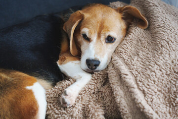 Dog resting comfortably on a soft blanket at home