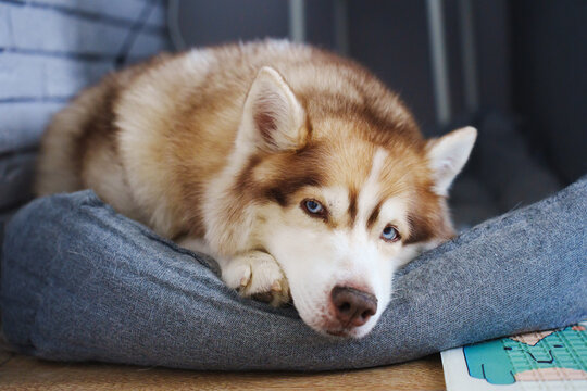 Siberian husky resting on a cozy bed indoors