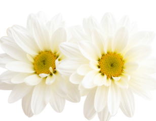 Firefly_Elegant Green Butterfly Cut-Out on White Background for Creative Design Projects - Firefly_Elegant White Daisy Flowers with Transparent Background