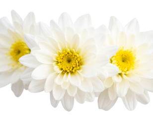 Firefly_Elegant Green Butterfly Cut-Out on White Background for Creative Design Projects - Firefly_Elegant White Daisy Flowers with Transparent Background (3)