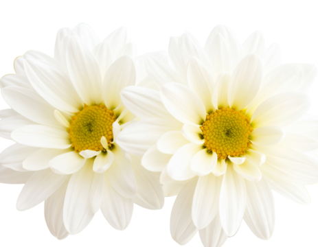 Firefly_Elegant Green Butterfly Cut-Out on White Background for Creative Design Projects - Firefly_Elegant White Daisy Flowers with Transparent Background