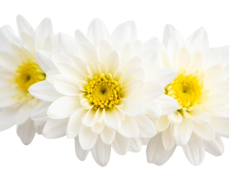 Firefly_Elegant Green Butterfly Cut-Out on White Background for Creative Design Projects - Firefly_Elegant White Daisy Flowers with Transparent Background (3)