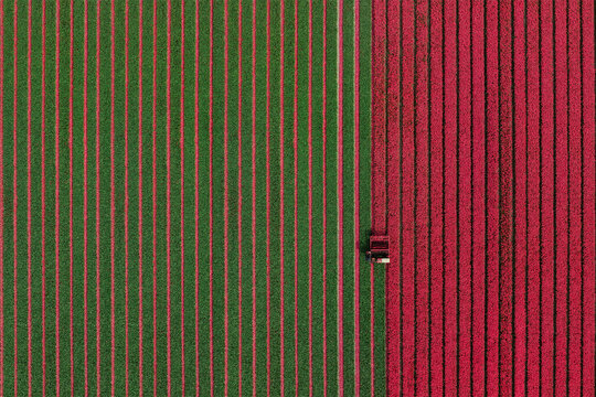 Aerial view to the tulip field where farmer cuts off tulip flowers to grow quality tulip bulbs, Zuidschermer, Netherlands. Netherlands.
