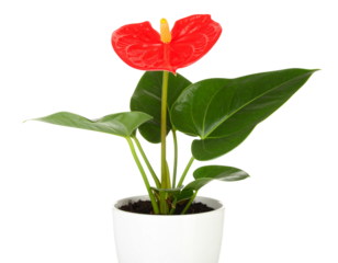 Firefly_jungle leave plant isolated include clipping path on white background - Firefly_Red Flower In Pot Isolated