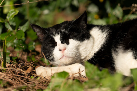 Close-up of a black and white cat peacefully sleeping among green plants and dry leaves under warm sunlight. A calm and cozy outdoor wildlife moment