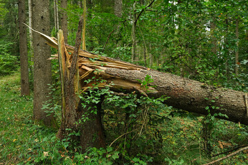 Broken Tree in the Wild Alpine Forest, Cracked Trunk