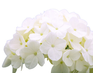 Firefly_palm tree on transparent background. Floral background. png - Firefly_White plumbago or Cape leadwort flower. Close up small blue flower bouquet isolated o (4)