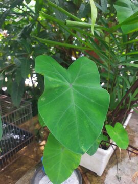 daun talas, kuping gajah, commonly known as elephant ear