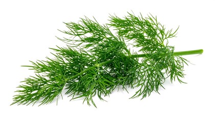 A feathery sprig of fresh, green dill herb lies isolated against a stark white background, full of delicate leaves