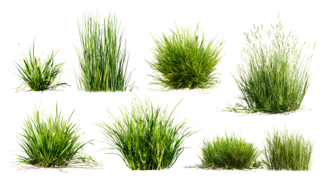 ia generated. Various clumps of green grass in different shapes and sizes, presented isolated on a white background for use in design and landscaping.
