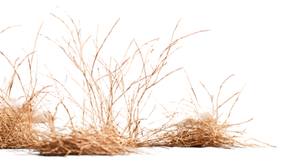 ia generated. Dry brown grass stalks, bent by the wind and isolated on a white background, ideal for natural and minimalist design.