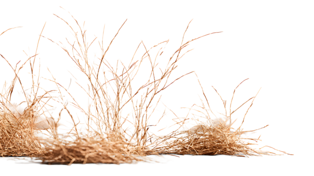 ia generated. Dry brown grass stalks, bent by the wind and isolated on a white background, ideal for natural and minimalist design.