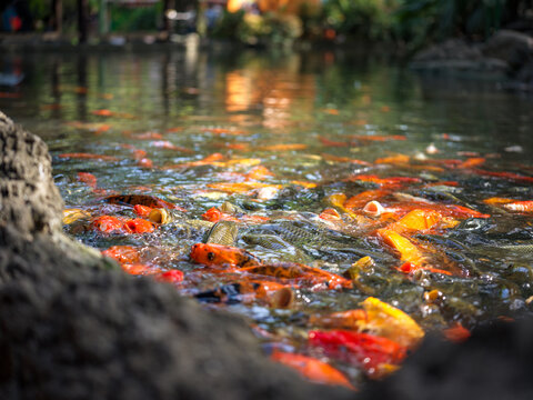 Colorful Koi Fish in the Pond
