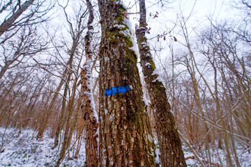 Denecourt path 16 in Trois pignons forest. Fontainebleau Massif