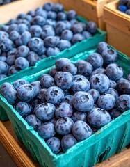 Close-up of overflowing turquoise boxes of freshly harvested blueberries