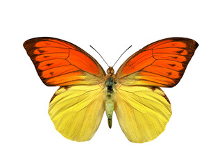 butterfly Hebomoia leucippe isolated on white background
