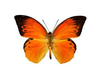 butterfly hebomoia leucippe detanii isolated on white background