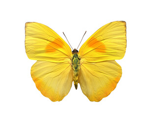 butterfly phoebis philea isolated on white background