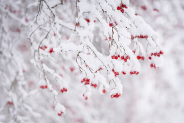 Branch with red berries of hawthorn on winter blurred background. Snowy winter weather. Red berries...